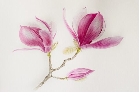 Magnolia