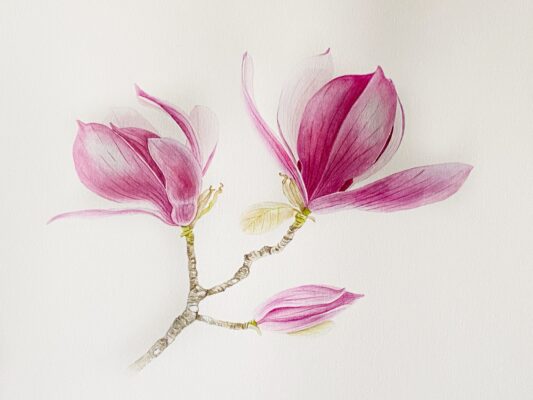 Magnolia