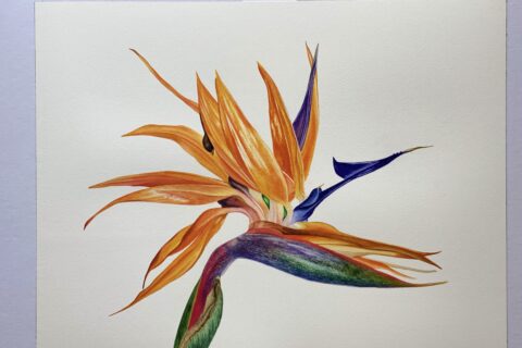Strelitzia