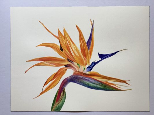 Strelitzia