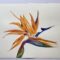 Strelitzia