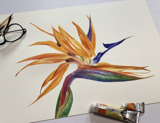 Strelitzia
