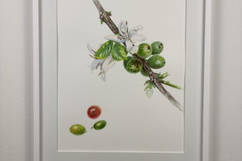 Blooming coffee