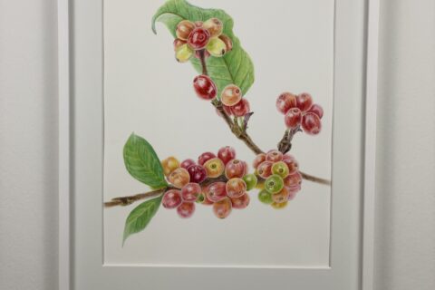 Coffee berry ripening