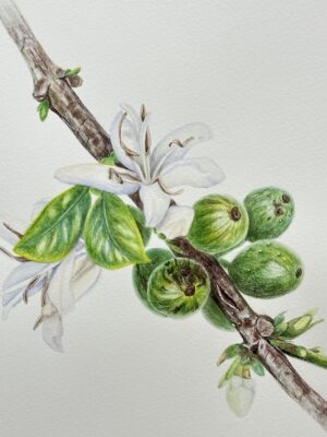 Blooming coffee