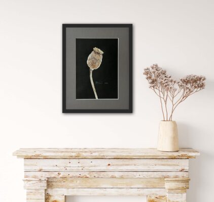 Dry poppy on black