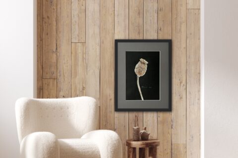 Dry poppy on black
