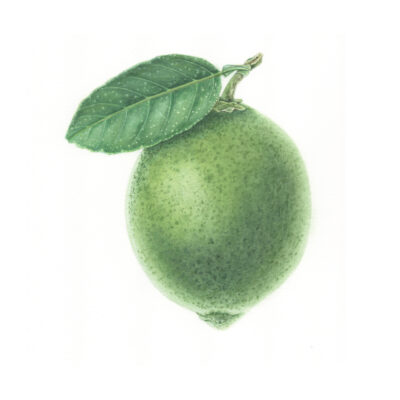 Lime