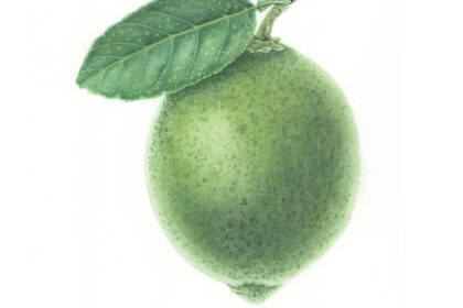 Lime